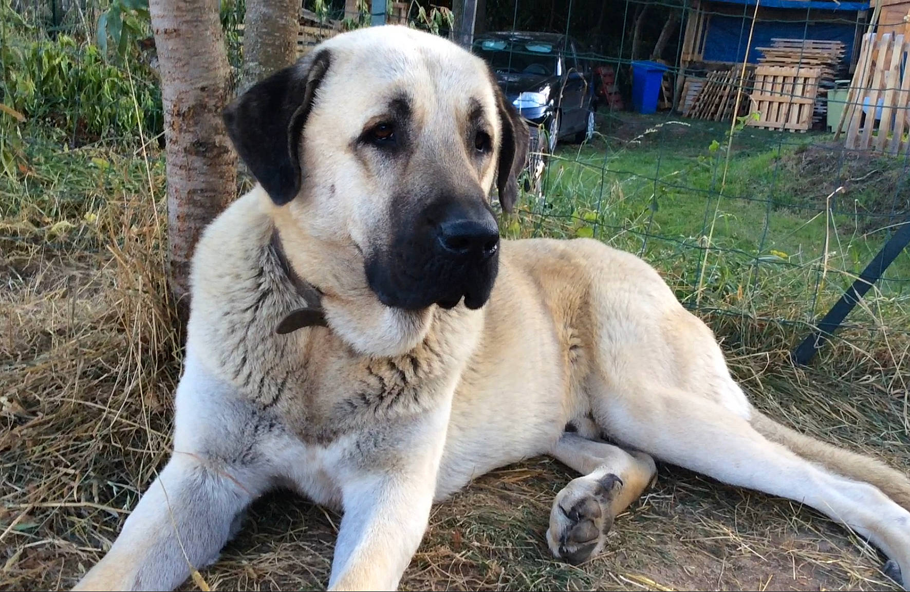 Odin participe au concours pour gagner de l'argent avec cette photo : bench, canidae, carnivore, chair, companion_dog, dog, dog_breed, fawn, grass, plant, snout, soil, sporting_group, terrestrial_animal, tree, whiskers, wildlife, working_dog