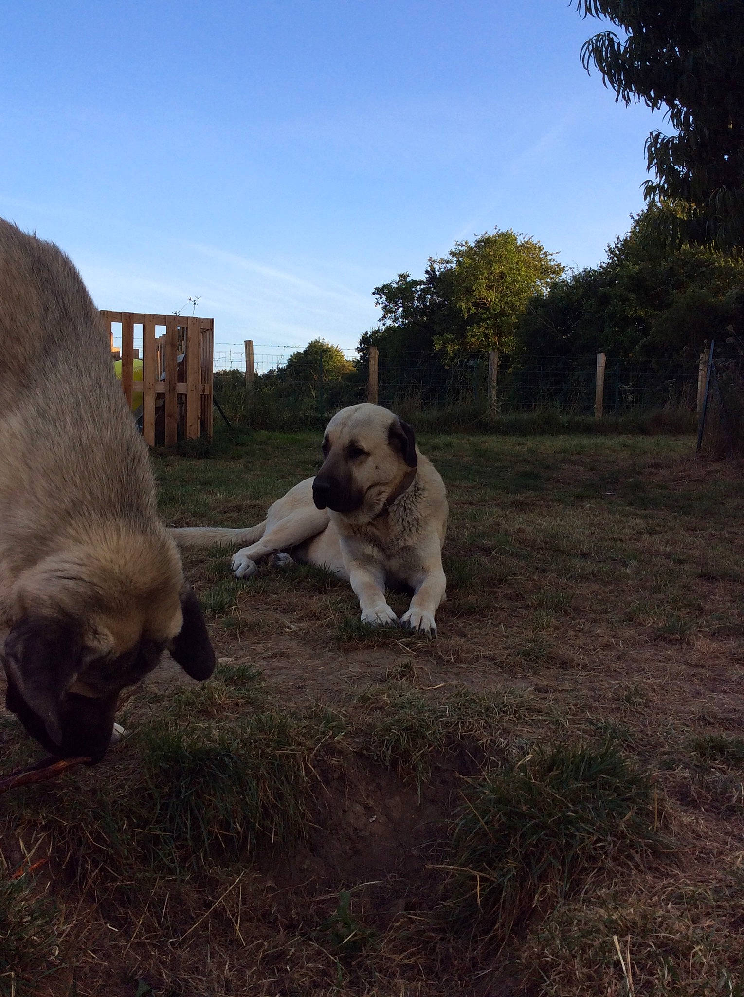 Odin a rejoint le concours — aidez-le/la à gagner de superbes lots ! ball, carnivore, cloud, companion_dog, dog, dog_breed, fawn, grass, grassland, landscape, pasture, plant, puppy, sky, soil, sporting_group, tail, terrestrial_animal, tree, working_animal