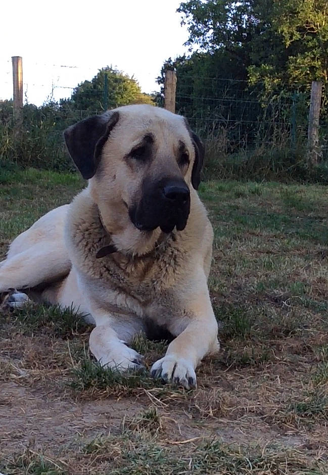 Odin participe au concours pour gagner de l'argent avec cette photo : canidae, carnivore, companion_dog, dog, dog_breed, fawn, grass, livestock_guardian_dog, non_sporting_group, plant, sky, snout, soil, sporting_group, tail, terrestrial_animal, tree, working_animal, working_dog