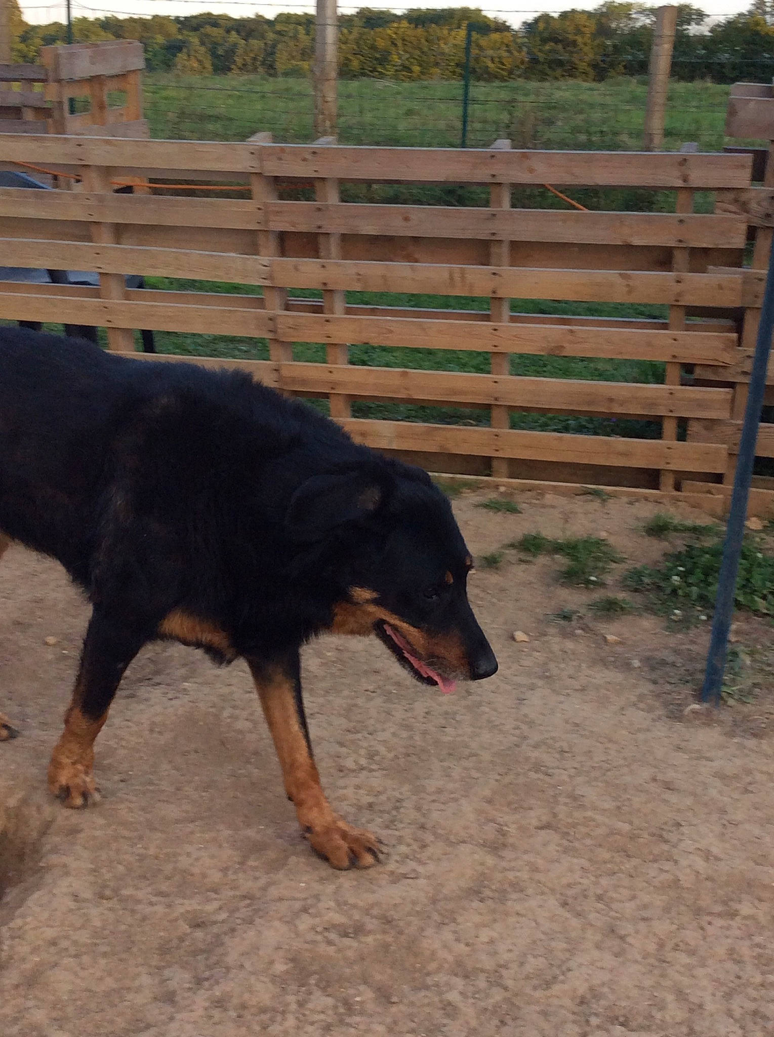 Hijo a rejoint le concours — aidez-le/la à gagner de superbes lots ! carnivore, dobermann, dog, dog_breed, fence, guard_dog, herding_dog, landscape, pet_supply, sky, snout, soil, split_rail_fence, sporting_group, tail, terrestrial_animal, tree, wood, working_animal, working_dog