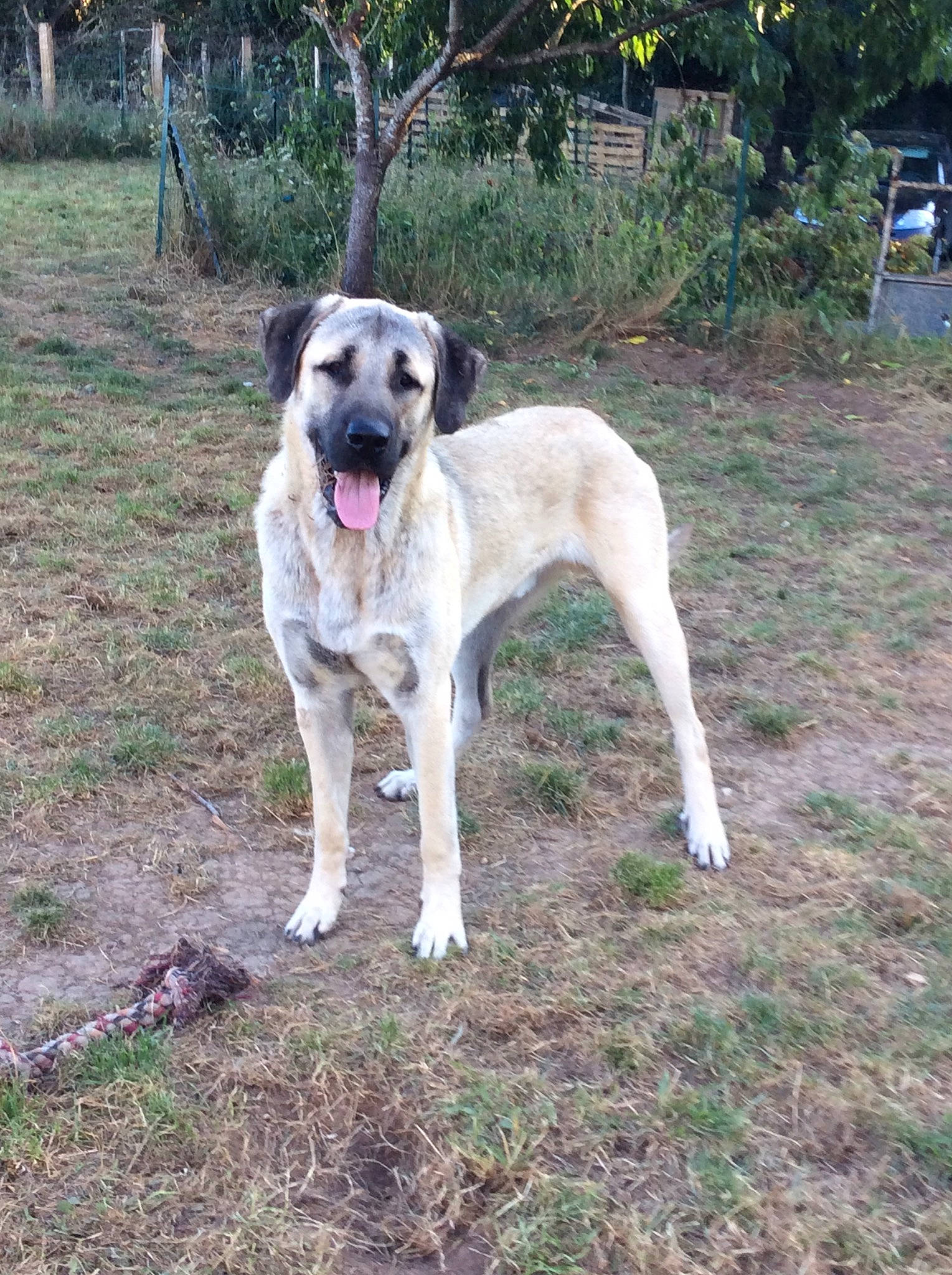 Radjha participe au concours pour gagner de l'argent avec cette photo : ancient_dog_breeds, canidae, carnivore, collar, companion_dog, dog, dog_breed, dog_collar, dog_supply, fawn, giant_dog_breed, grass, guard_dog, non_sporting_group, plant, sporting_group, tail, tree, working_animal, working_dog