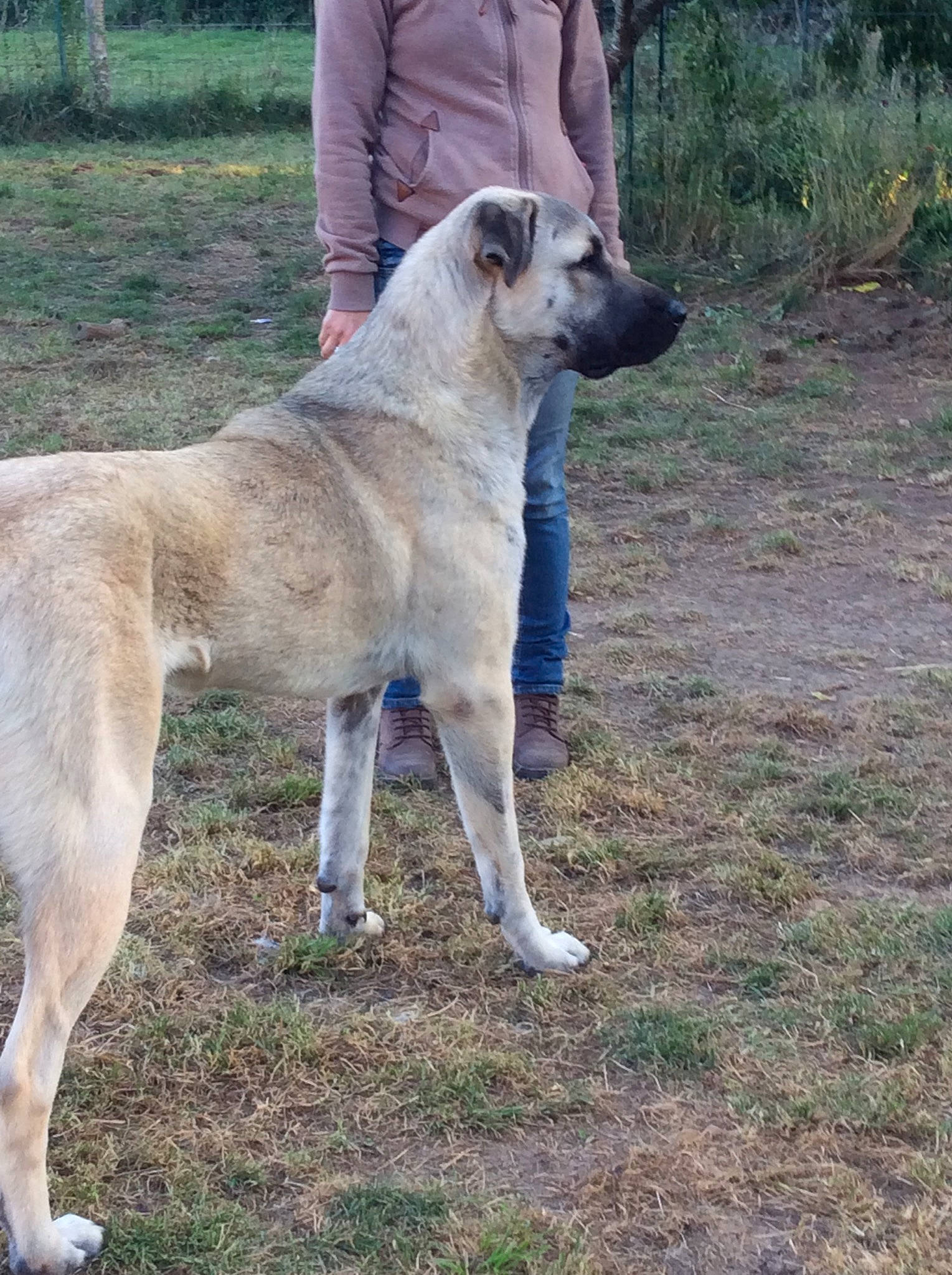 Radjha participe au concours pour gagner de l'argent avec cette photo : animal_training, canidae, carnivore, collar, companion_dog, dog, dog_breed, fawn, giant_dog_breed, grass, hunting_dog, non_sporting_group, pet_supply, plant, snout, sporting_group, tail, terrestrial_animal, working_animal, working_dog