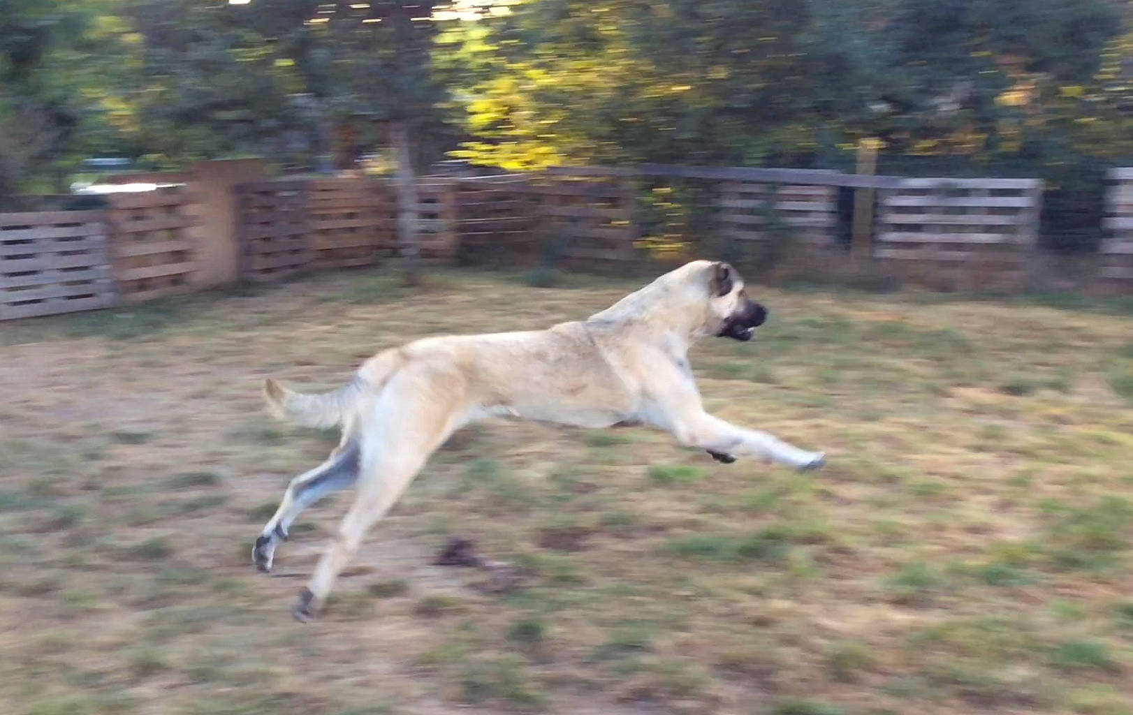 Radjha participe au concours pour gagner de l'argent avec cette photo : canidae, carnivore, companion_dog, dog, dog_breed, fawn, fence, grass, gun_dog, home_fencing, plant, sighthound, sporting_group, tail, terrestrial_animal, tree, wood, working_dog