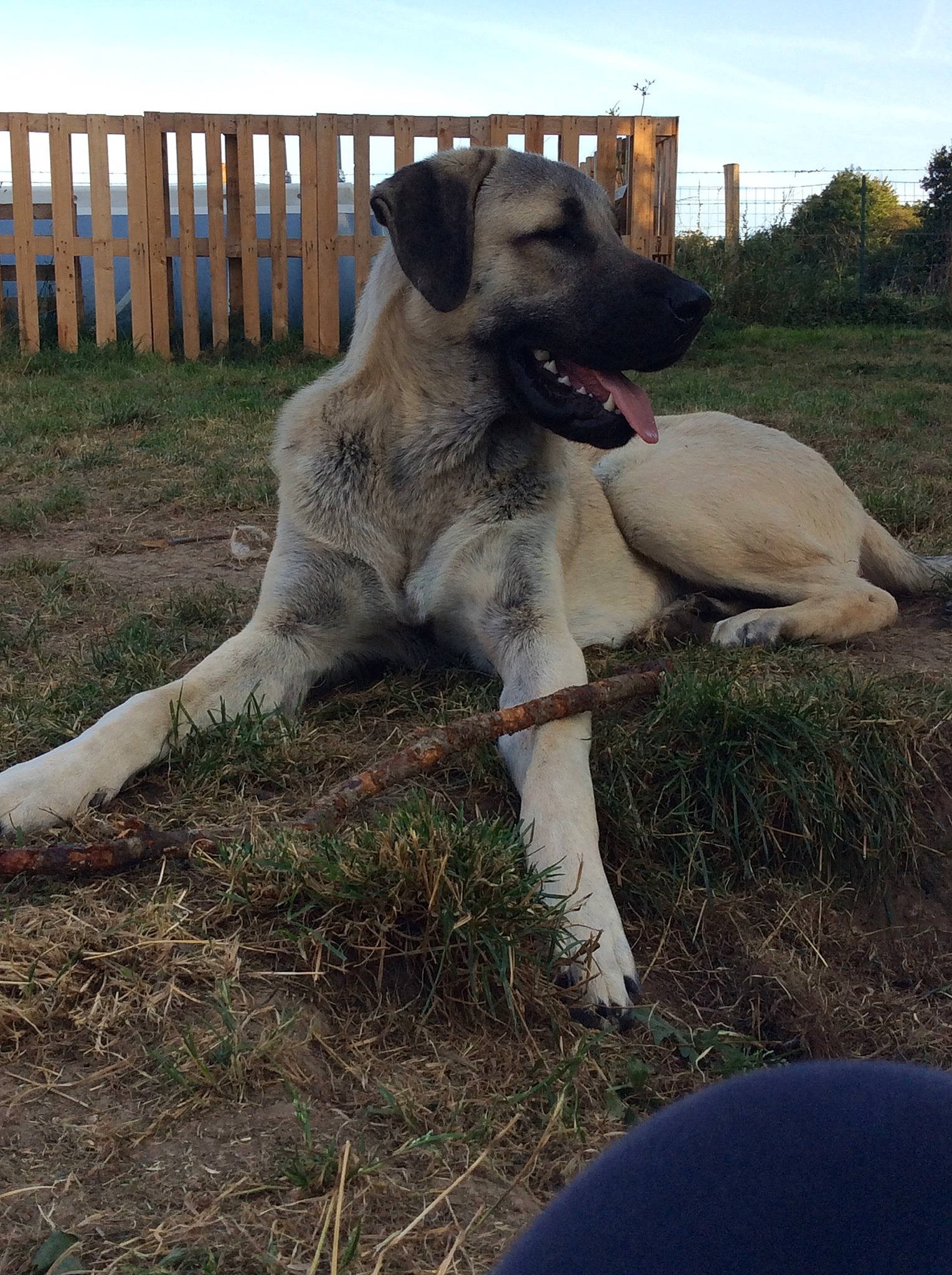 Radjha participe au concours pour gagner de l'argent avec cette photo : carnivore, companion_dog, dog, dog_breed, fawn, fence, garden_hose, grass, home_fencing, landscape, livestock_guardian_dog, non_sporting_group, plant, sky, soil, tail, terrestrial_animal, vertebrate, working_animal, working_dog