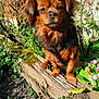 dog, small_dog, brown_fur, pet, portrait, log, garden, flowers, primrose, ivy, moss, soil, plants, outdoor, sunlight, paws, shrub, brick_wall, nose, whiskers