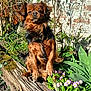 dog, brown_dog, small_dog, pet, outdoors, garden, primroses, wood_log, moss, brick_wall, sunlight, portrait, furry, ears, sitting, paws, leafy_plants, green_leaves, shadow, cute