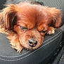 dog, puppy, sleeping, car_seat, brown_fur, nose, ears, paw, closeup, pet, cozy, relaxed, vehicle_interior, upholstery, stitching, portrait, companion, whiskers, seat, cute