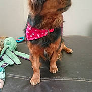 Mogwaï a rejoint le concours — aidez-le/la à gagner de superbes lots ! dog, small_dog, brown_dog, bandana, red_bandana, paw_print, pet, canine, sitting, looking_up, portrait, indoor, ottoman, leather_surface, toy, plush_toy, knitted_toy, octopus_toy, front_paws, fur