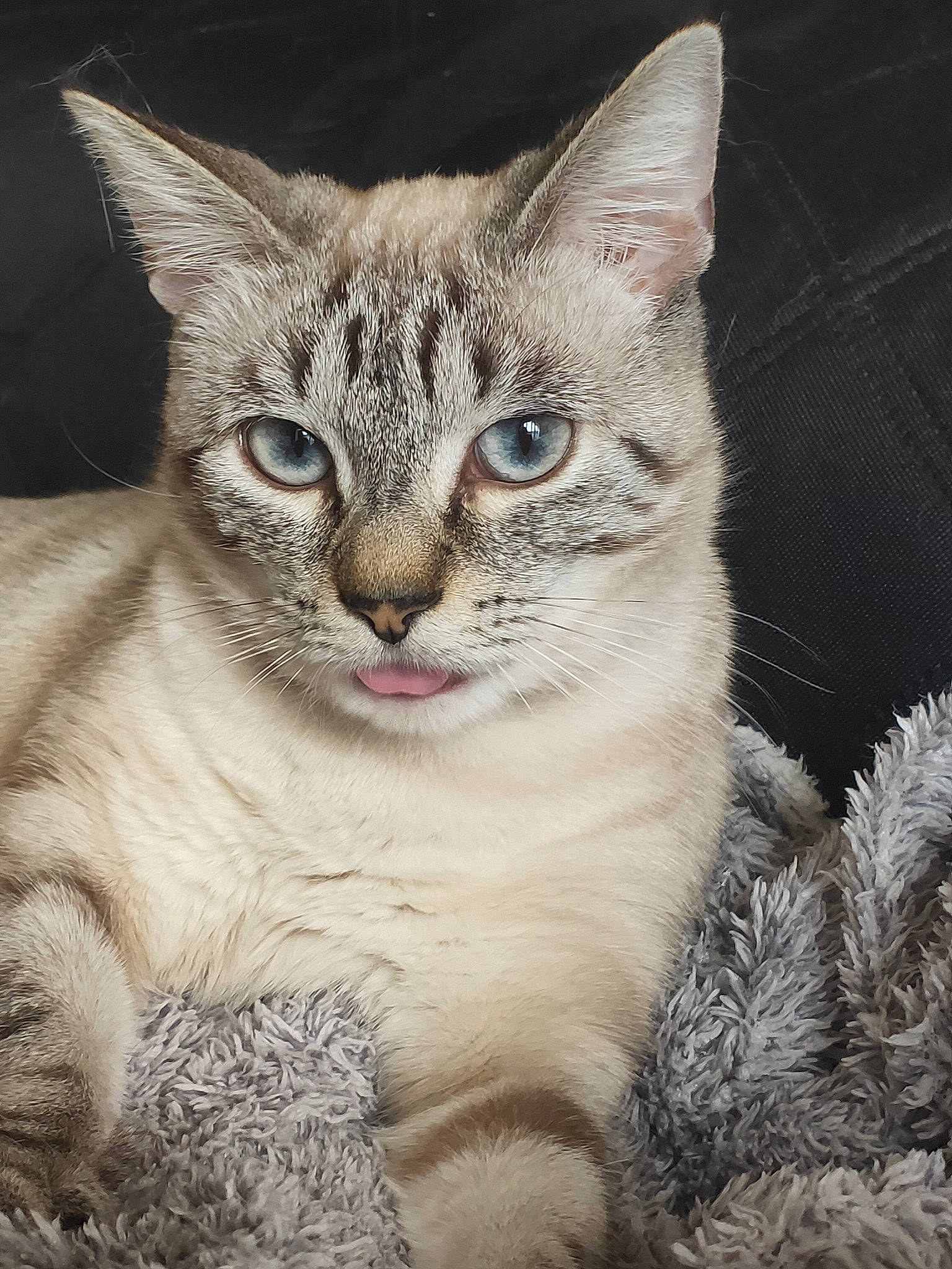 Bianca participe au concours pour gagner de l'argent avec cette photo : american_wirehair, asian, australian_mist, carnivore, cat, domestic_short_haired_cat, dragon_li, egyptian_mau, european_shorthair, eye, felidae, fur, german_rex, kitten, mammal, pixie_bob, small_to_medium_sized_cats, tabby_cat, vertebrate, whiskers