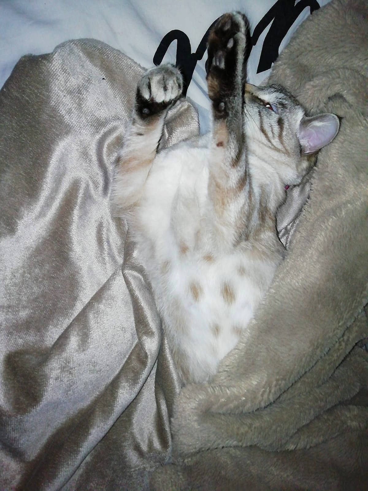 Bianca a rejoint le concours — aidez-le/la à gagner de superbes lots ! art, artwork, cow_goat_family, drawing, fictional_character, illustration, painting, visual_arts