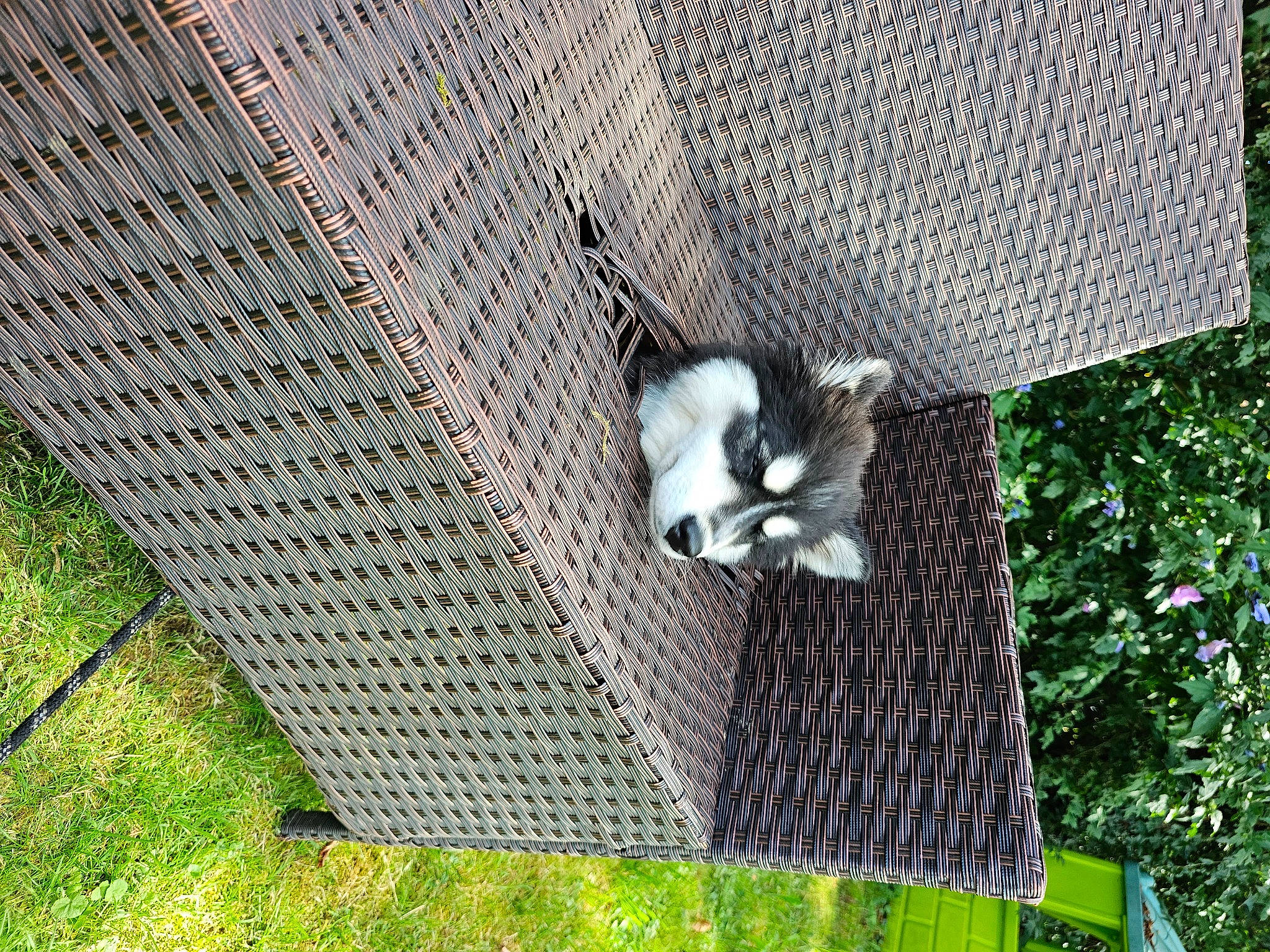 Bonnie a rejoint le concours — aidez-le/la à gagner de superbes lots ! animal_shelter, cage, carnivore, chain_link_fencing, fawn, fur, grass, mesh, net, pet_supply, plant, tail, terrestrial_animal, tree, trunk, twig, whiskers, wildlife, wire_fencing, wood