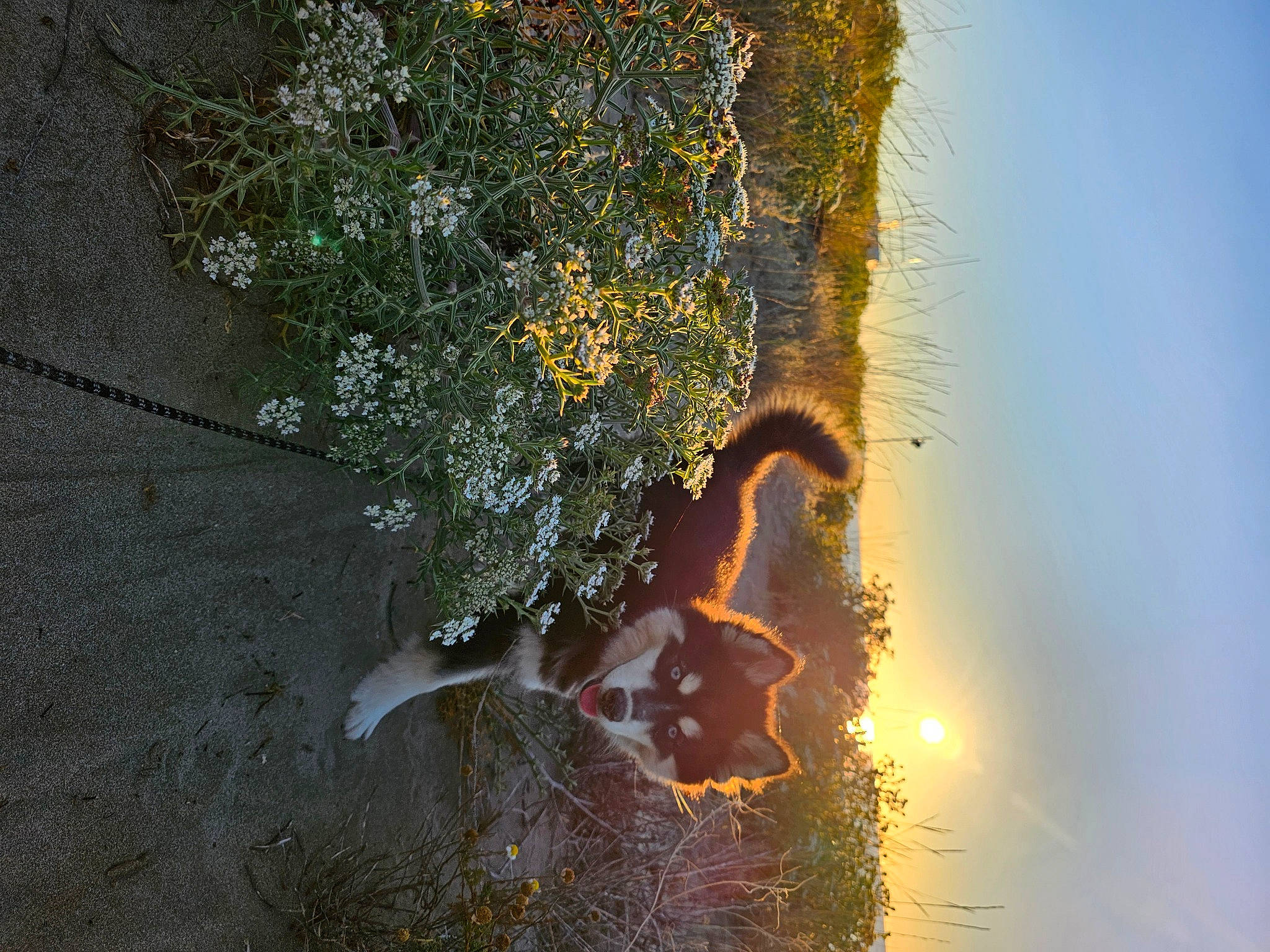 Bonnie a rejoint le concours — aidez-le/la à gagner de superbes lots ! asphalt, astronomical_object, branch, grass, heat, landscape, lens_flare, plant, reflection, road_surface, shadow, sky, soil, tree, trunk, twig, vegetation, water, window, wood