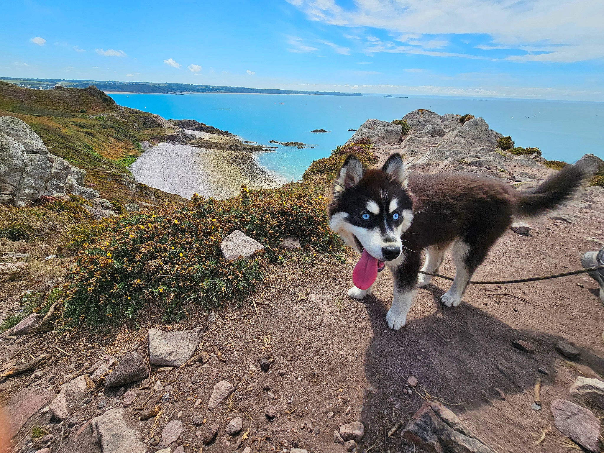 Bonnie a rejoint le concours — aidez-le/la à gagner de superbes lots ! adventure, canidae, carnivore, cloud, coast, dog, dog_breed, herding_dog, lake, landscape, ocean, plant, recreation, rock, sky, sled_dog, sporting_group, walking, water, working_animal