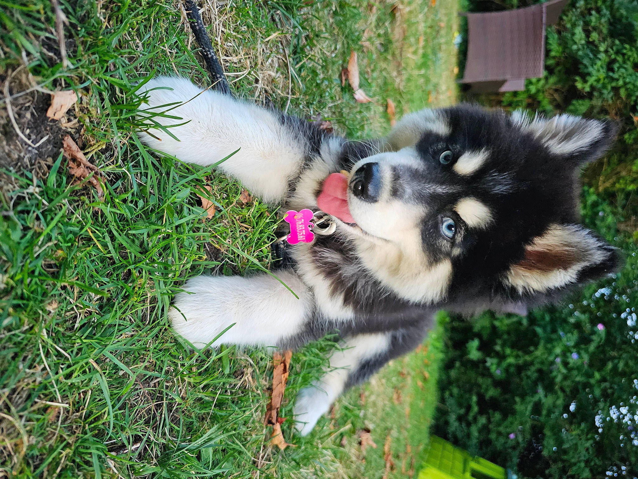 Bonnie participe au concours pour gagner de l'argent avec cette photo : canidae, carnivore, companion_dog, dog, dog_breed, dog_supply, fur, grass, non_sporting_group, plant, sled_dog, sporting_group, terrestrial_animal, working_dog
