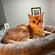 Luna is registered to the contest to win money with this photo: cat, orange_tabby, pet, indoor, cozy, plush_bed, feline, cute, animal, relaxed, fur, ears, whiskers, floor, wall, framed_picture, soft_light, domestic, portrait, resting