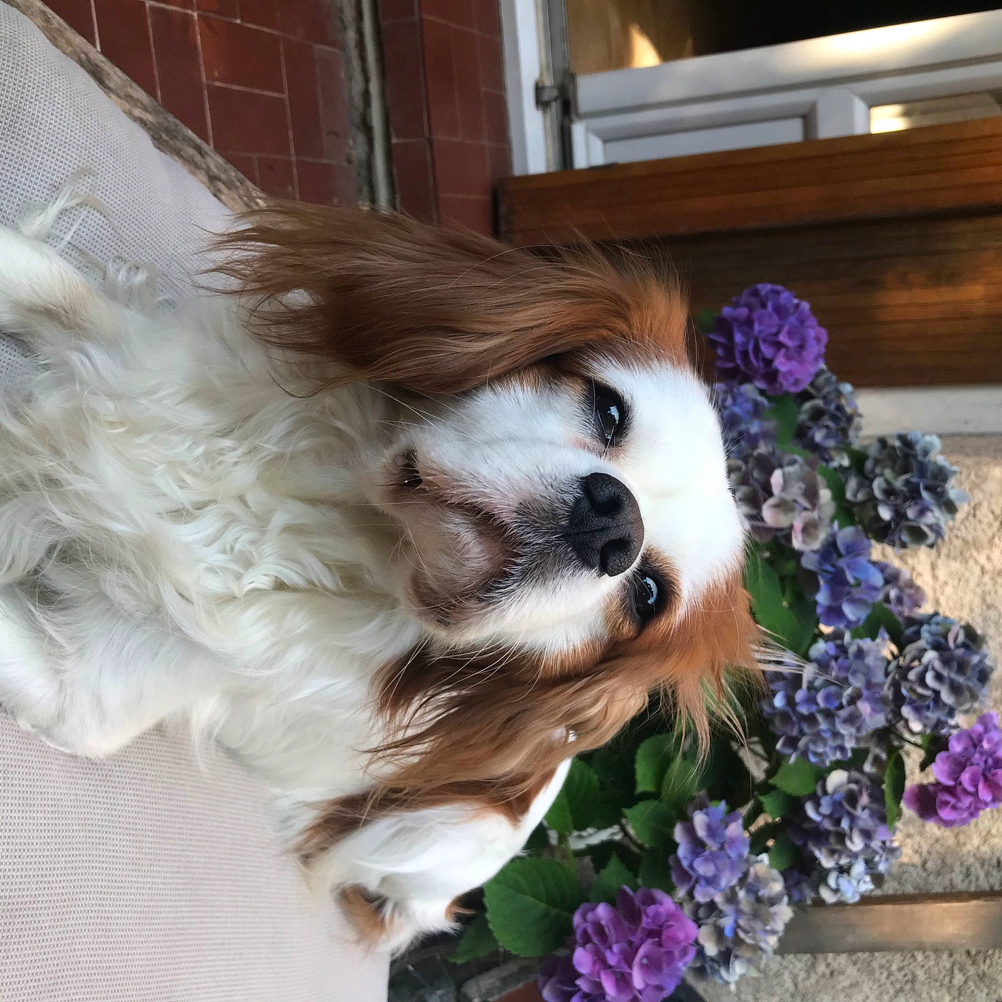 Doudou a rejoint le concours — aidez-le/la à gagner de superbes lots ! canidae, carnivore, cavalier_king_charles_spaniel, companion_dog, dog, dog_breed, fawn, flower, fur, japanese_chin, king_charles_spaniel, mammal, phalene, plant, puppy, puppy_love, shih_tzu, spaniel, sporting_group, toy_dog