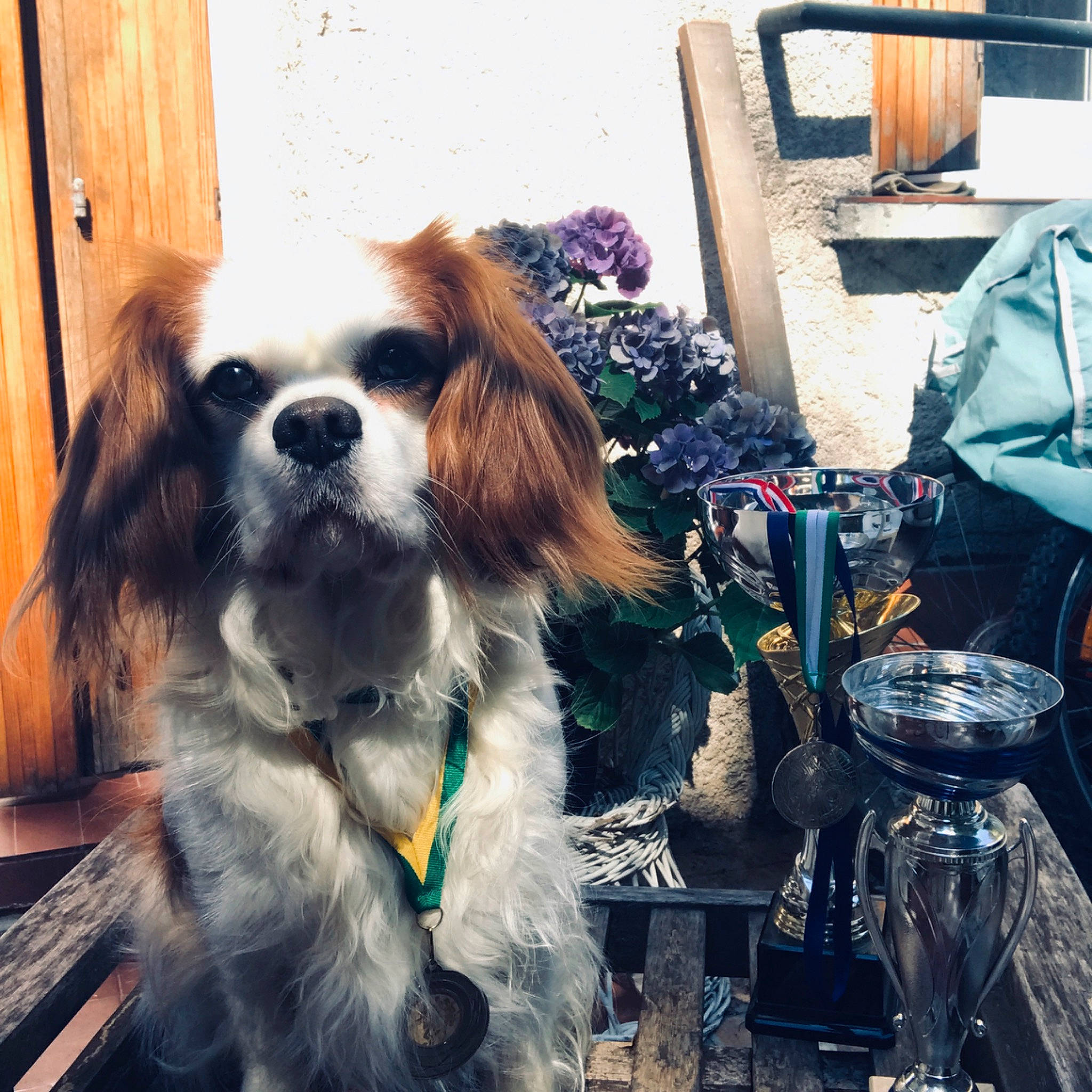 Doudou participe au concours pour gagner de l'argent avec cette photo : canidae, carnivore, cavalier_king_charles_spaniel, companion_dog, dog, dog_breed, fawn, fur, king_charles_spaniel, phalene, photography, puppy, puppy_love, snout, spaniel, sporting_group, toy_dog