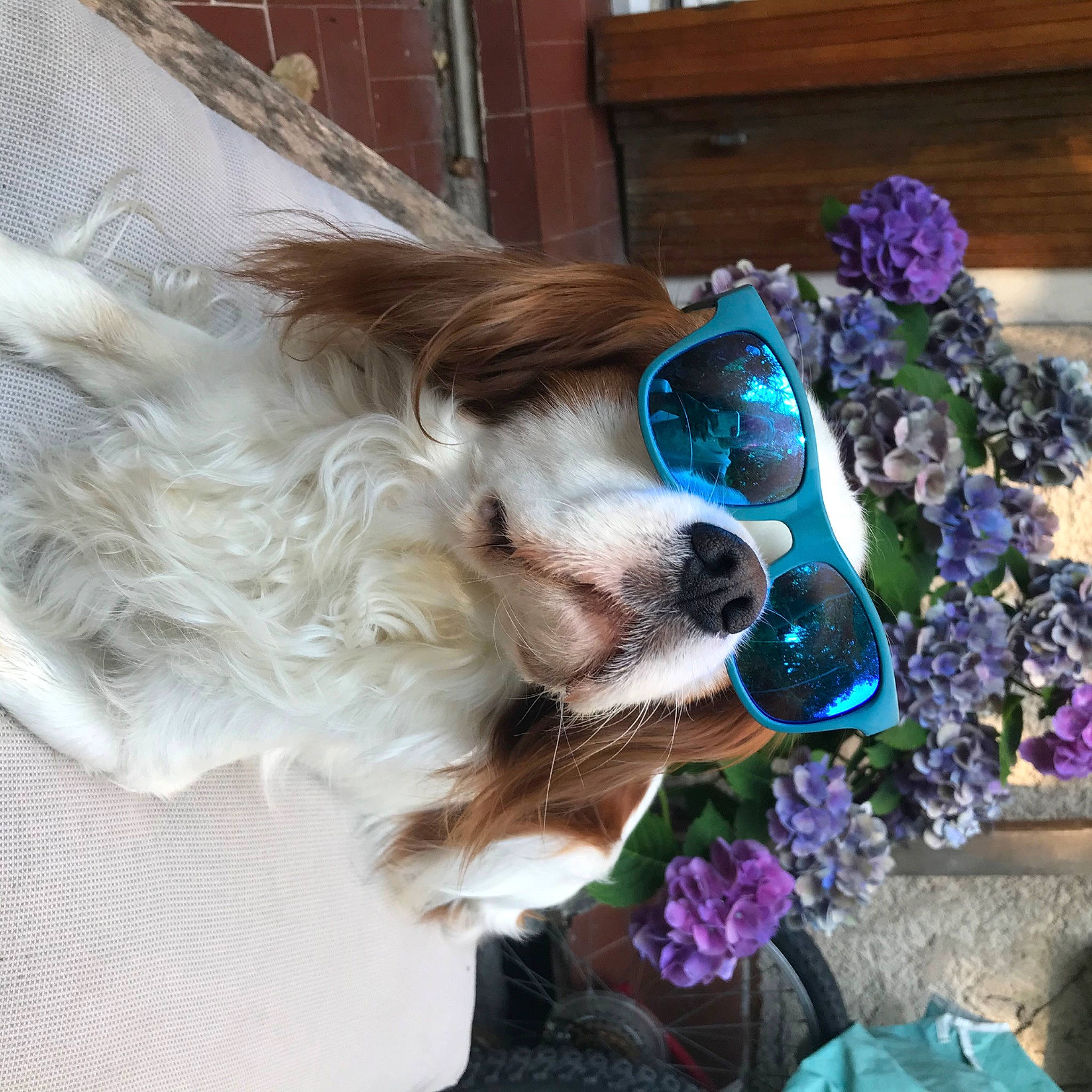 Doudou a rejoint le concours — aidez-le/la à gagner de superbes lots ! american_cocker_spaniel, canidae, carnivore, cavalier_king_charles_spaniel, companion_dog, dog, dog_breed, english_cocker_spaniel, english_springer_spaniel, eyewear, fawn, flower, glasses, king_charles_spaniel, phalene, plant, puppy, spaniel, sporting_group, sunglasses