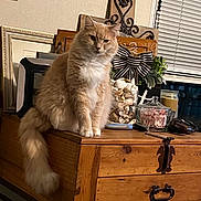 Thelma is registered to the contest to win money with this photo: blinds, cat, decor, ears, face, feline, fluffy, fur, home, houseplant, indoor, jar, pet, shells, striped_bow, tabletop, tail, whiskers, window, wooden_chest