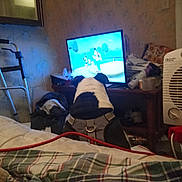 Piggy is registered to the contest to win money with this photo: back_view, blanket, cartoon, clutter, cozy, dog, domestic, floor, furniture, harness, heater, household_items, indoor, pet, plaid, room, screen, television, walker, watching