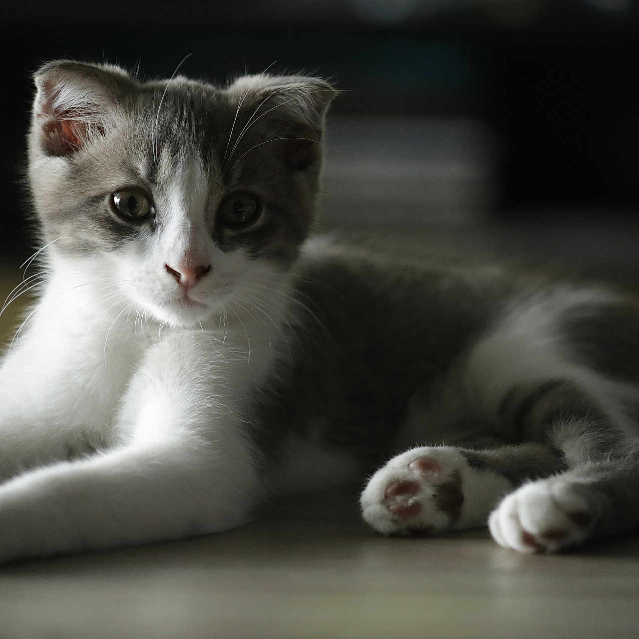 Happy a rejoint le concours — aidez-le/la à gagner de superbes lots ! abyssinian, animal, cat, hardwood, kitten, manx, pet, siamese, wood