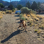 Hara Hernandez joined the competition — help win amazing prizes! active, animal, bushes, car, collar, daylight, dog, grass, landscape, mountains, nature, outdoor, path, pet, playful, road, rural, shadow, sky, sunny