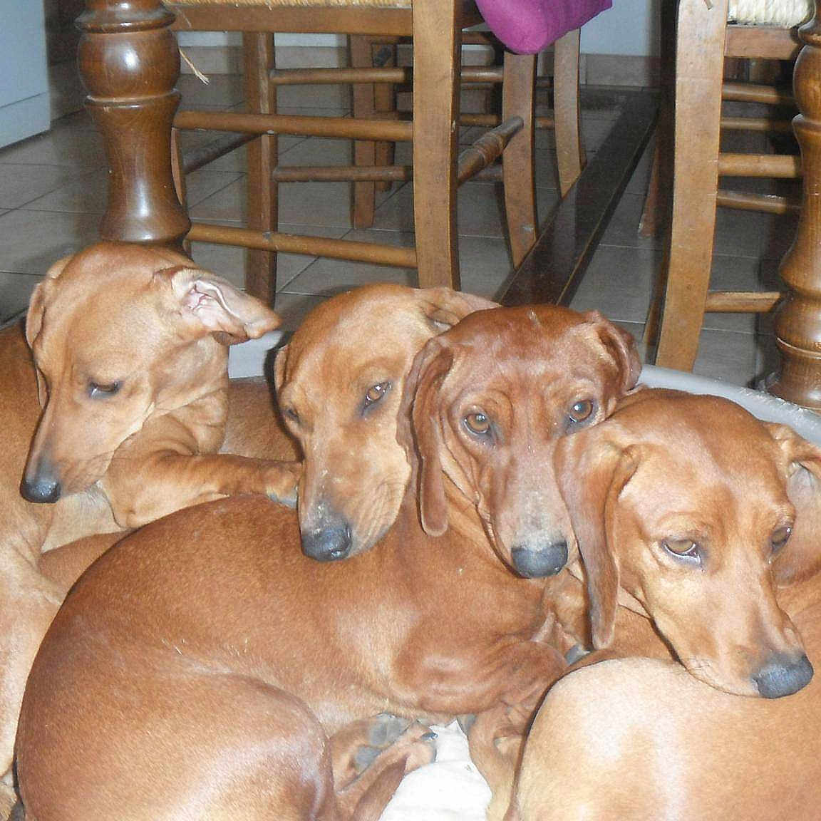 Famille Teckel