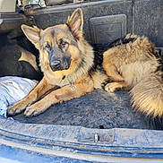 Vigo participe au concours pour gagner de l'argent avec cette photo : animal, canine, car_trunk, chain, collar, dirty, dog, fur, german_shepherd, lying_down, mammal, nature, outdoor_light, pet, relaxed, resting, seat, sunlight, vehicle_interior, window