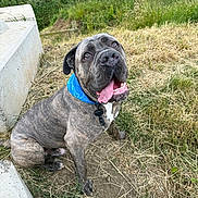 Bruce Baine joined the competition — help win amazing prizes! dog, brindle, blue_bandana, tongue_out, happy, sitting, grass, dirt, concrete, outdoor, pet, canine, animal, playful, nature, summer, closeup, friendly, large_dog, looking_up