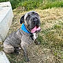 dog, brindle, blue_bandana, tongue_out, happy, sitting, grass, dirt, concrete, outdoor, pet, canine, animal, playful, nature, summer, closeup, friendly, large_dog, looking_up