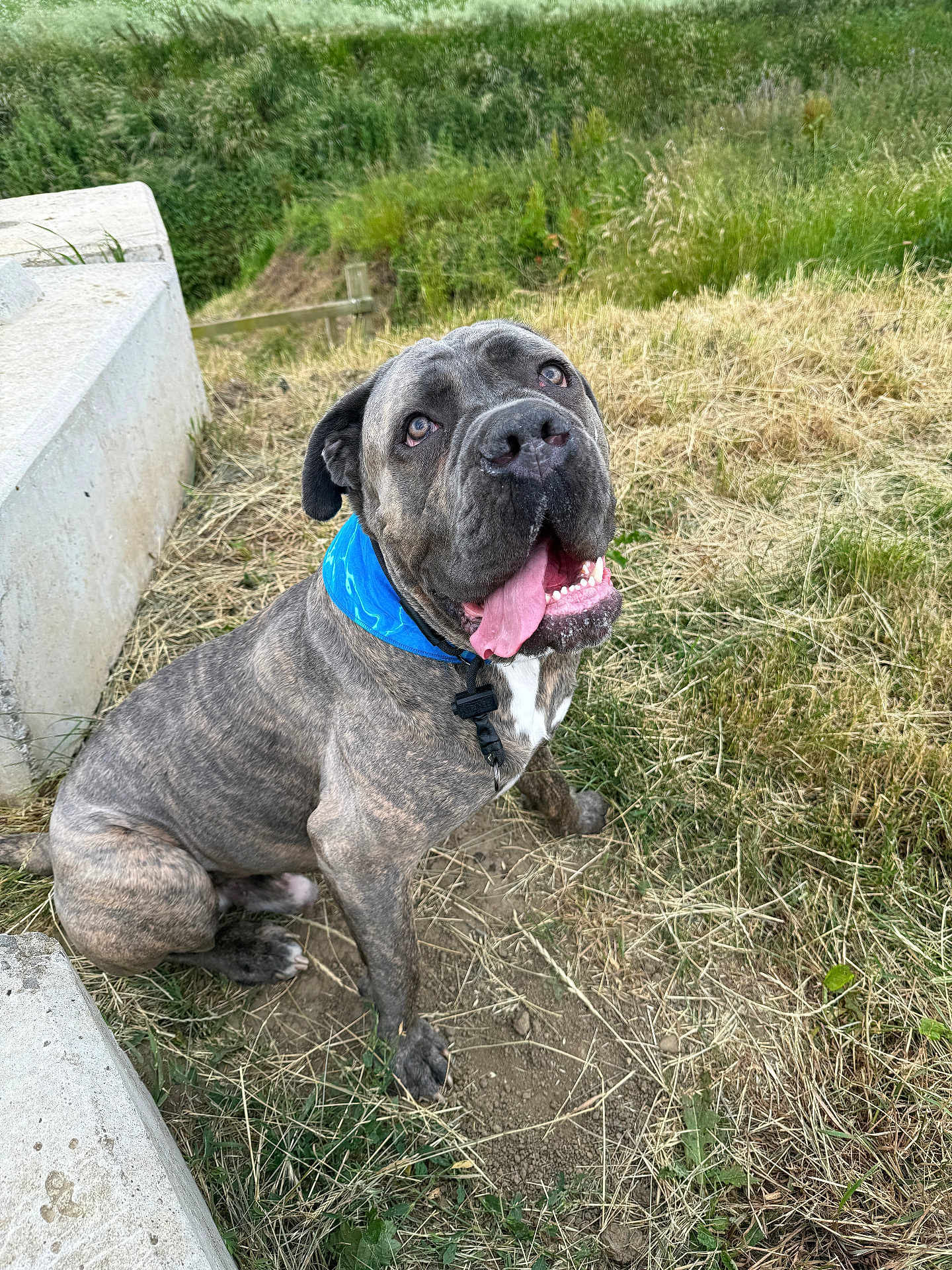 Bruce Baine joined the competition — help win amazing prizes! dog, brindle, blue_bandana, tongue_out, happy, sitting, grass, dirt, concrete, outdoor, pet, canine, animal, playful, nature, summer, closeup, friendly, large_dog, looking_up
