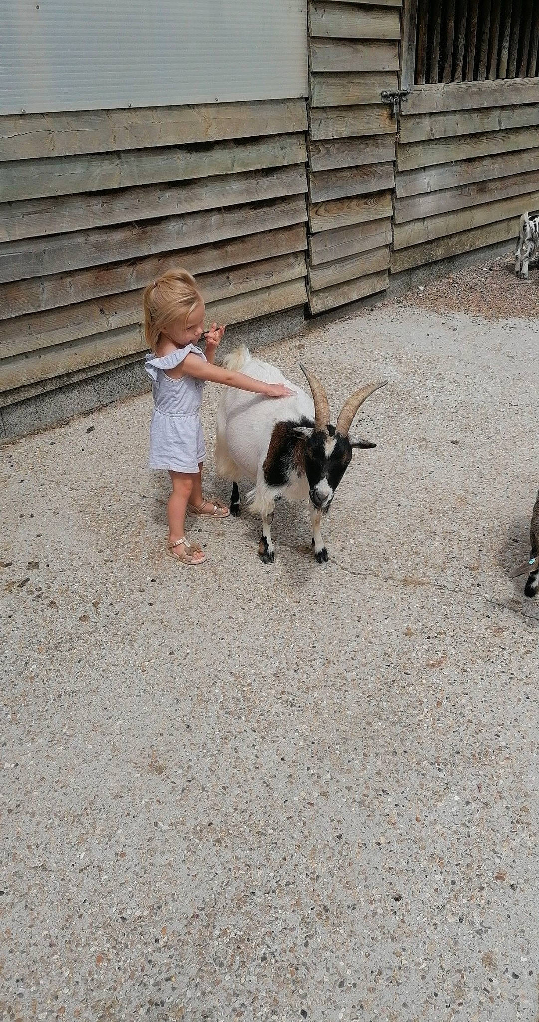 Marie a rejoint le concours — aidez-le/la à gagner de superbes lots ! cow_goat_family, fawn, goat, goat_antelope, goats, livestock, person