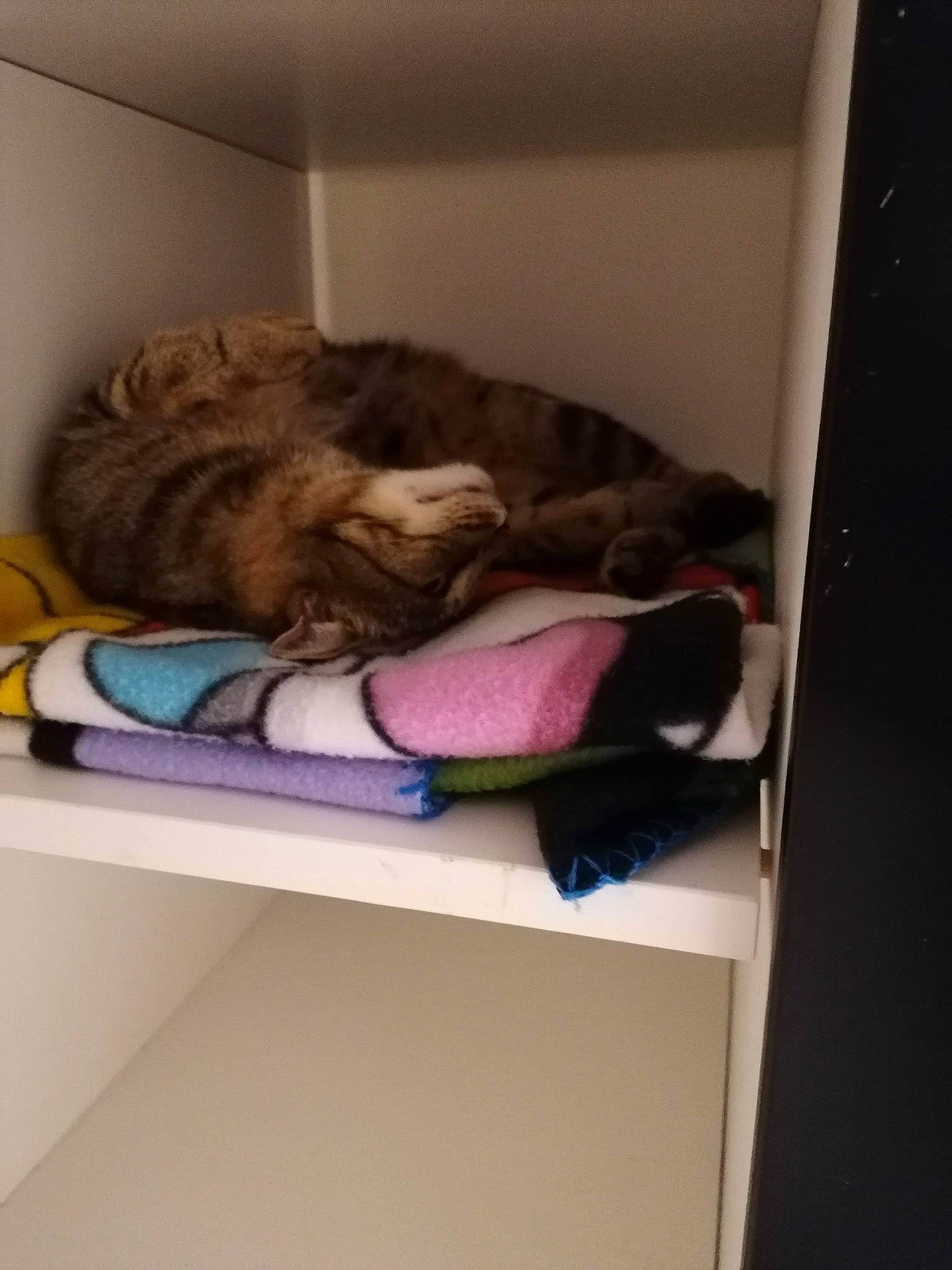 Maya a rejoint le concours — aidez-le/la à gagner de superbes lots ! carnivore, cat, comfort, companion_dog, felidae, fur, hardwood, linens, magenta, nap, pet_supply, room, shelf, shelving, small_to_medium_sized_cats, whiskers