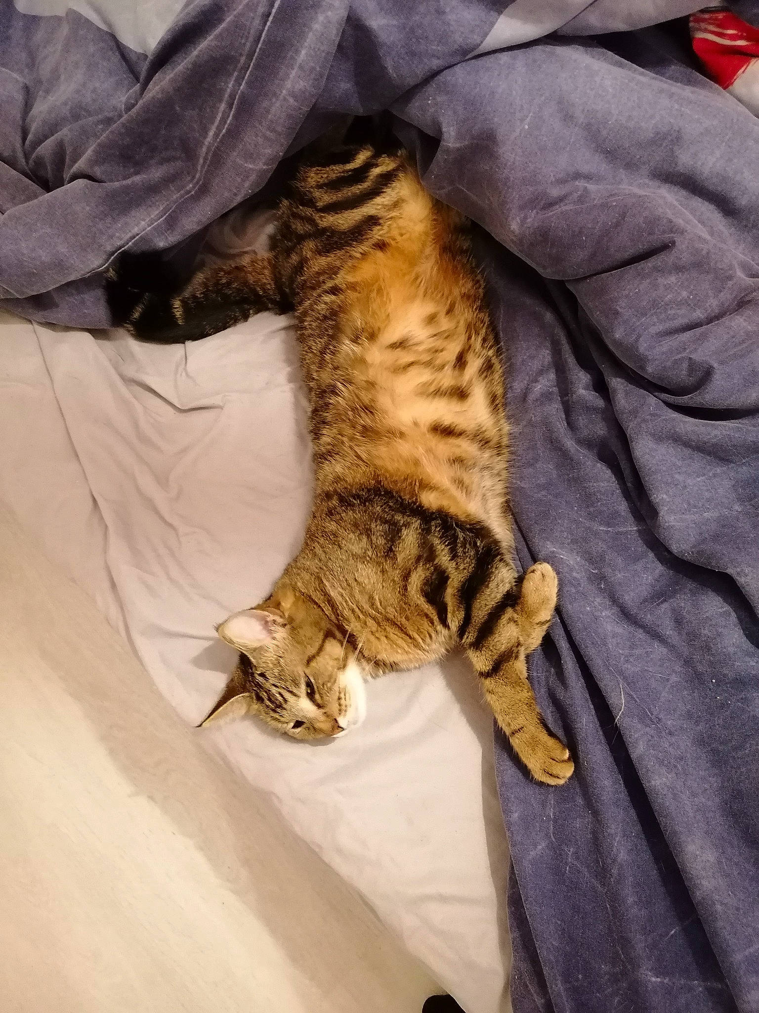 Maya participe au concours pour gagner de l'argent avec cette photo : bengal_tiger, big_cats, canidae, carnivore, cat, claw, comfort, domestic_short_haired_cat, felidae, fur, linens, nap, paw, sleeve, small_to_medium_sized_cats, tail, terrestrial_animal, textile, whiskers, wildlife