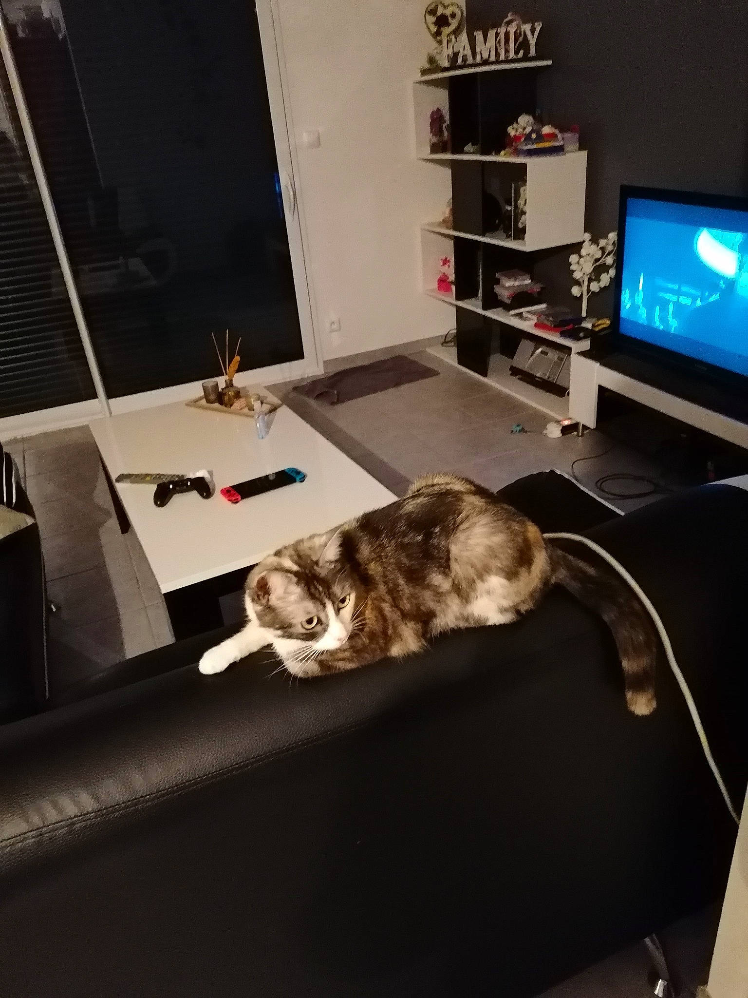 Neptune a rejoint le concours — aidez-le/la à gagner de superbes lots ! carnivore, cat, comfort, computer, couch, display_device, felidae, floor, hardwood, home_appliance, living_room, personal_computer, shelf, small_to_medium_sized_cats, table, tail, television, television_set, whiskers, wood