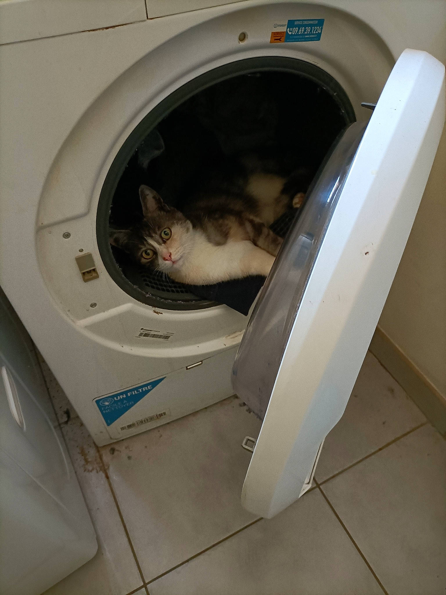 Neptune a rejoint le concours — aidez-le/la à gagner de superbes lots ! carnivore, cat, clothes_dryer, felidae, fixture, gas, heat, home_appliance, kitchen_appliance, laundry, laundry_room, laundry_supply, machine, major_appliance, oven, pet_supply, room, small_appliance, small_to_medium_sized_cats, washing_machine