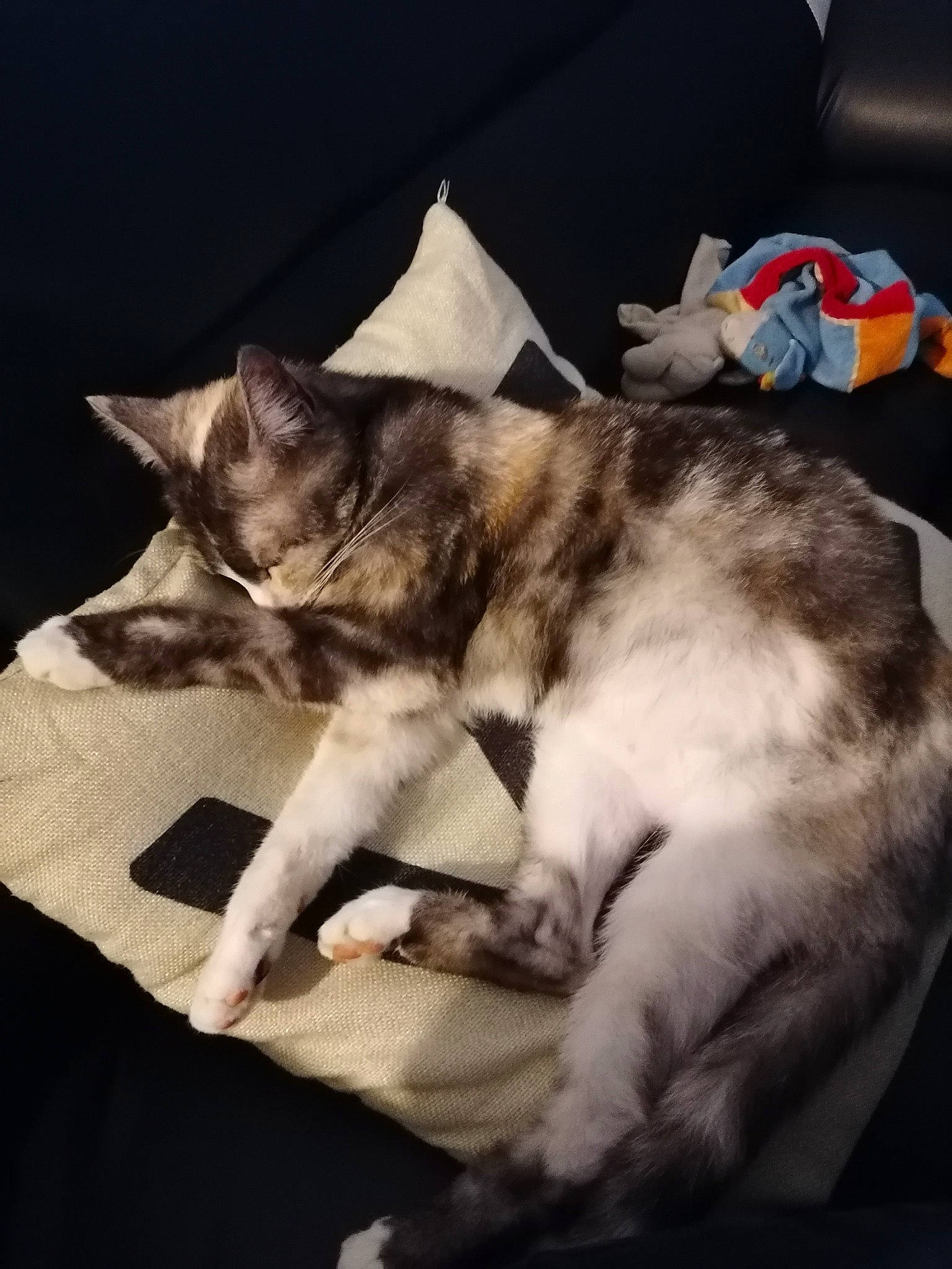 Neptune participe au concours pour gagner de l'argent avec cette photo : carnivore, cat, claw, cloud, comfort, domestic_short_haired_cat, felidae, fur, linens, mammal, metal, mountain, nap, paw, sky, small_to_medium_sized_cats, snout, square, tail, whiskers