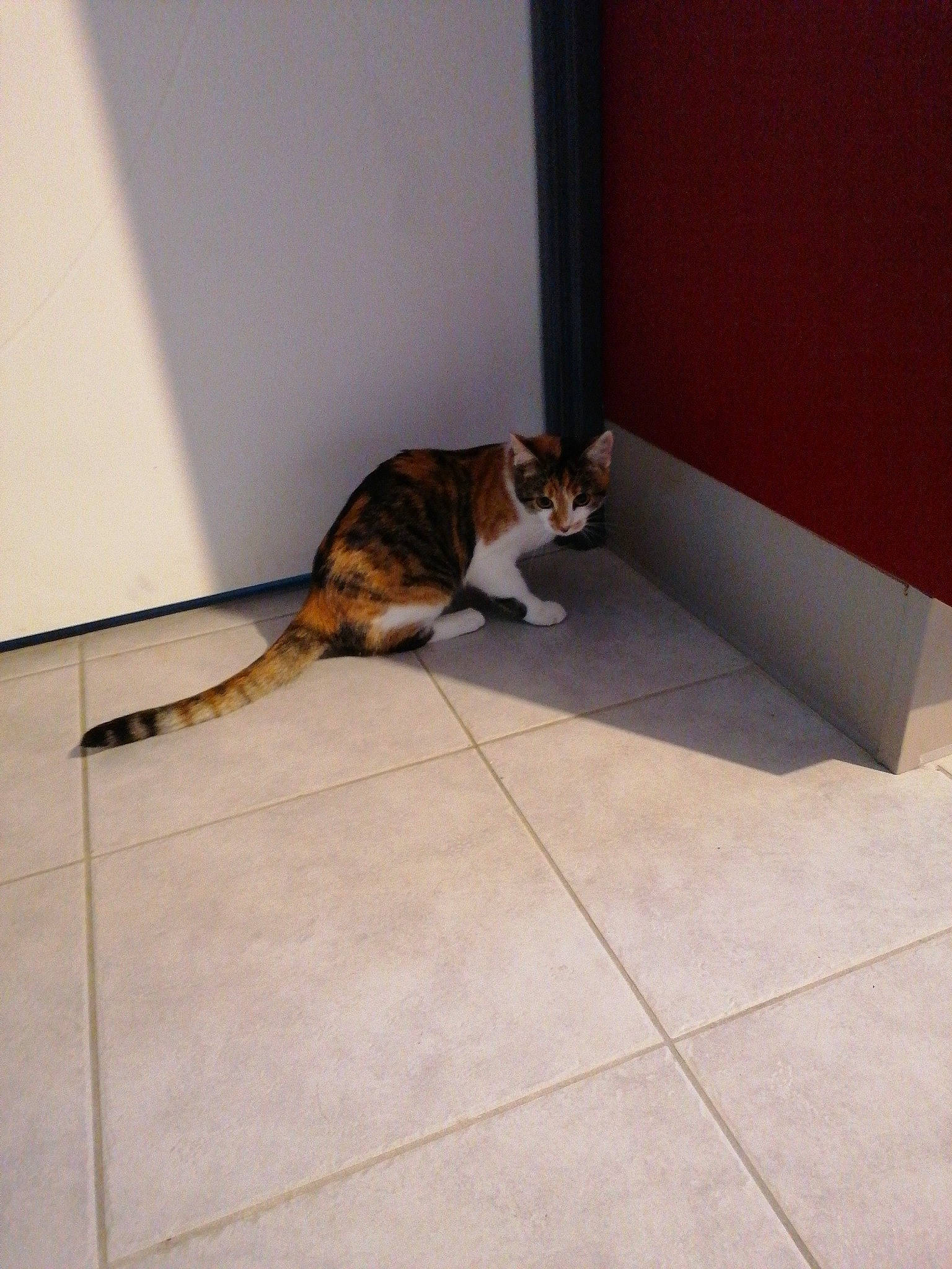 Priska a rejoint le concours — aidez-le/la à gagner de superbes lots ! brown, carnivore, cat, comfort, domestic_short_haired_cat, fawn, felidae, floor, flooring, fur, hardwood, room, small_to_medium_sized_cats, tail, terrestrial_animal, tile, tile_flooring, whiskers, wood, wood_flooring