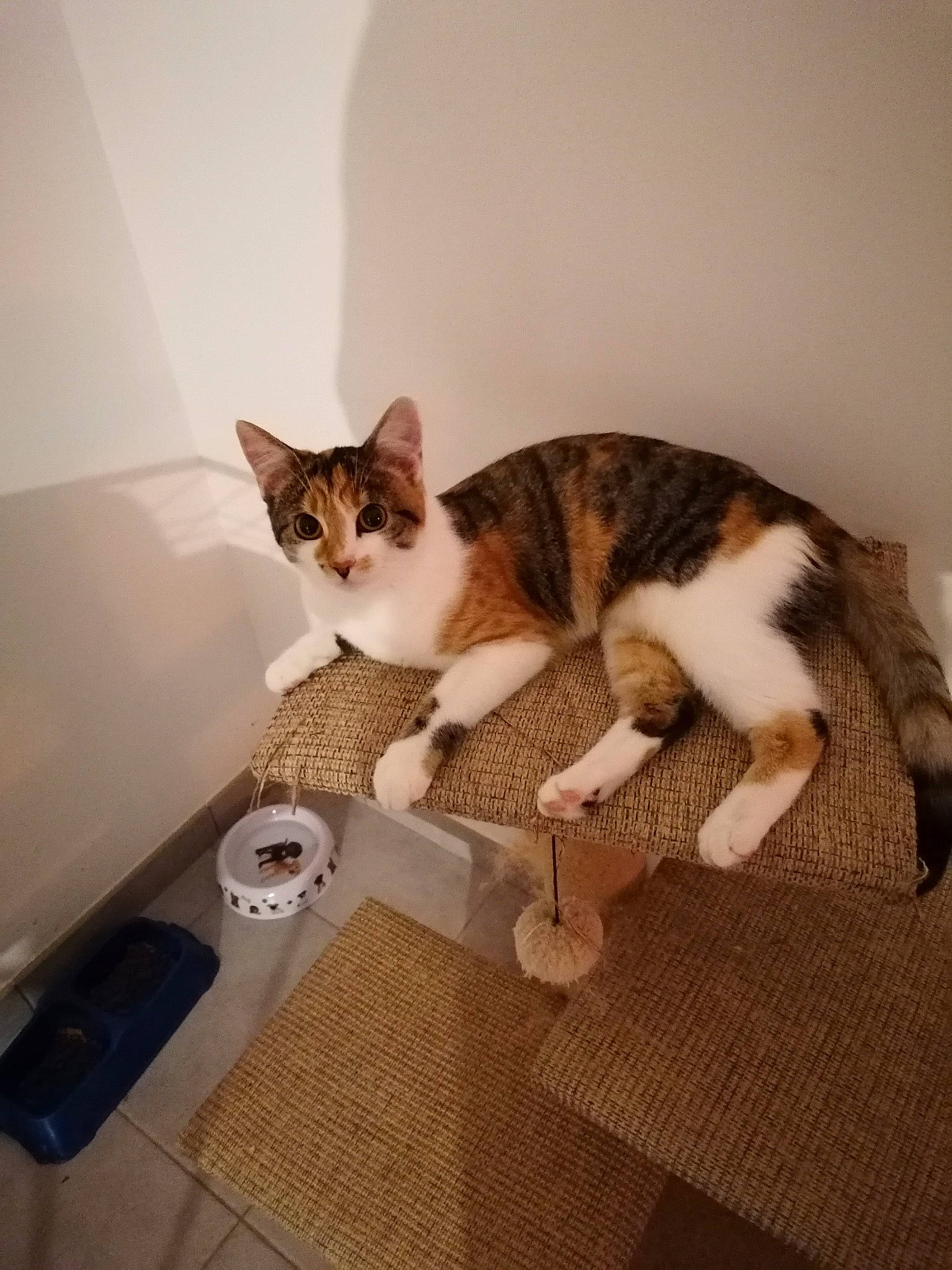 Priska a rejoint le concours — aidez-le/la à gagner de superbes lots ! box, carnivore, cat, comfort, domestic_short_haired_cat, fawn, felidae, flooring, fur, hardwood, lap, leg, paw, room, sitting, small_to_medium_sized_cats, snout, tail, whiskers, wood