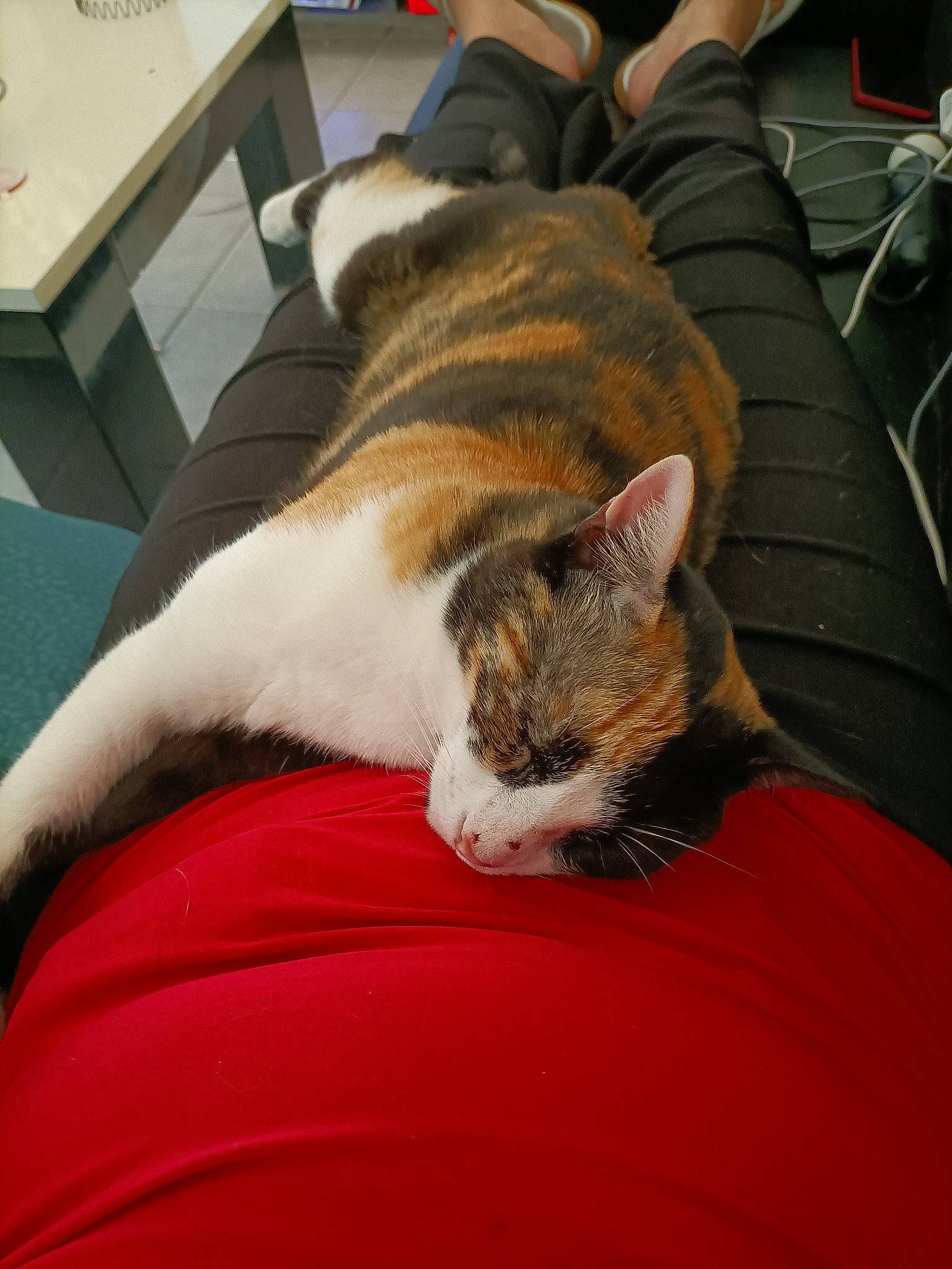 Only participe au concours pour gagner de l'argent avec cette photo : carnivore, cat, comfort, couch, domestic_short_haired_cat, eye, fawn, felidae, fur, lap, linens, nap, paw, room, sitting, sleep, small_to_medium_sized_cats, snout, tail, whiskers