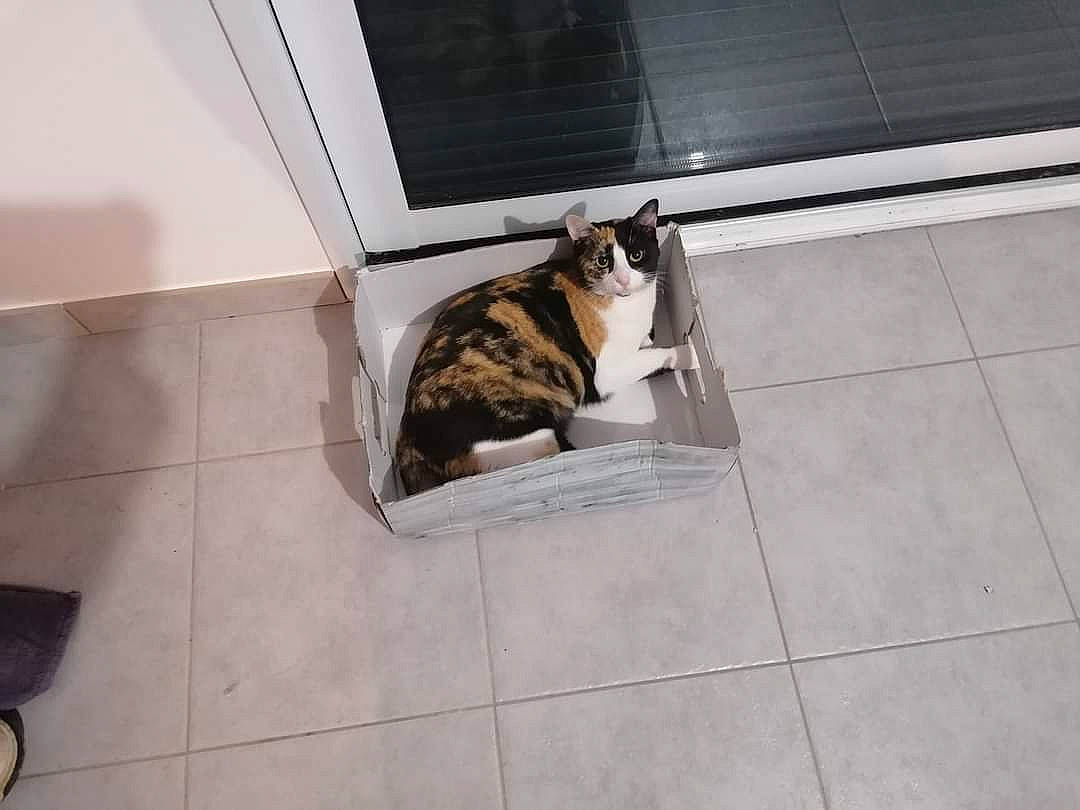 Only participe au concours pour gagner de l'argent avec cette photo : animal_shelter, carnivore, cat, comfort, dog_breed, domestic_short_haired_cat, felidae, floor, flooring, fur, hardwood, pet_supply, room, small_to_medium_sized_cats, tail, tile, tile_flooring, whiskers, wood