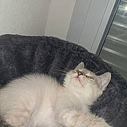 Atlas a rejoint le concours — aidez-le/la à gagner de superbes lots ! kitten, cat, pet, sleeping, cozy, bed, fur, whiskers, paw, indoor, window, relaxed, cute, animal, mammal, resting, feline, soft, gray, white