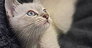 Atlas participe au concours pour gagner de l'argent avec cette photo : kitten, cat, blue_eyes, stretching, fur, whiskers, cozy, blanket, indoor, pet, animal, cute, young, feline, soft, closeup, curious, resting, light, portrait