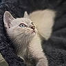 kitten, cat, blue_eyes, stretching, fur, whiskers, cozy, blanket, indoor, pet, animal, cute, young, feline, soft, closeup, curious, resting, light, portrait