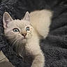 Atlas participe au concours pour gagner de l'argent avec cette photo : kitten, cat, blue_eyes, furry, pet, animal, cozy, bed, stretching, cute, indoor, feline, soft, whiskers, closeup, young, curious, domestic, light_colored, relaxing