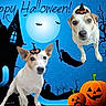 Jaya Choupette participe au concours pour gagner de l'argent avec cette photo : dog, jack_russell, witch_hat, halloween, pumpkin, jack_o_lantern, moon, bat, haunted_house, tree, skull, spooky, costume, holiday, celebration, orange, black, blue_background, cute, pets