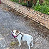 Jaya Choupette participe au concours pour gagner de l'argent avec cette photo : dog, leash, toy, gravel_path, brick_wall, greenery, red_leaves, outdoor, pet, canine, small_dog, harness, playful, walking, nature, daylight, sidewalk, curb, plant_bed, looking_back