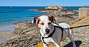Jaya Choupette participe au concours pour gagner de l'argent avec cette photo : dog, white_dog, brown_spots, harness, leash, rocky_shore, lichen, coast, sea, ocean, blue_sky, sunlight, fortress, building, outdoor, nature, animal, pet, summer, travel