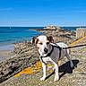 dog, white_dog, brown_spots, harness, leash, rocky_shore, lichen, coast, sea, ocean, blue_sky, sunlight, fortress, building, outdoor, nature, animal, pet, summer, travel