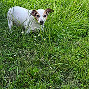 Jaya Choupette a rejoint le concours — aidez-le/la à gagner de superbes lots ! dog, grass, greenery, outdoor, nature, animal, pet, small_dog, white_fur, brown_patch, flora, field, wildflowers, summer, daylight, canine, curious, countryside, mammal, playful